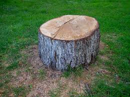 Best Tree Cabling and Bracing  in Rochester, WI