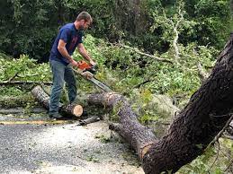 Best Hedge Trimming  in Rochester, WI