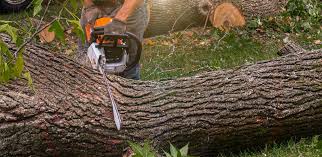 Best Lawn Disease Treatment  in Rochester, WI