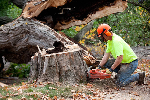 Reliable Rochester, WI Tree Services Solutions